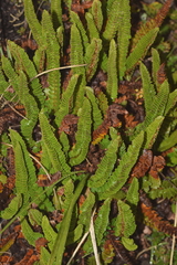 Polystichum andinum