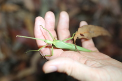 Podacanthus viridiroseus
