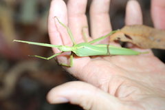 Podacanthus viridiroseus