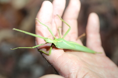 Podacanthus viridiroseus