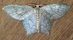 Chloropteryx