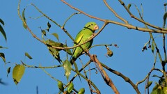 Brotogeris chiriri