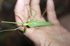 Podacanthus viridiroseus