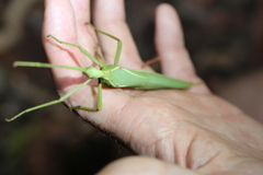 Podacanthus viridiroseus