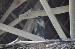 Cercopithecus mitis albogularis