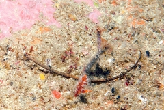 Syngnathinae