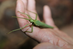 Podacanthus viridiroseus