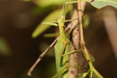 Podacanthus viridiroseus