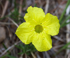 Oenothera lavandulifolia