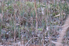 Lymnocryptes minimus