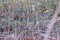 Lymnocryptes minimus