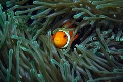 Amphiprion ocellaris