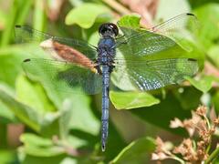 Celithemis verna