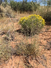 Bouteloua parryi