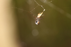 Argyrodes