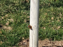 Vanessa atalanta atalanta
