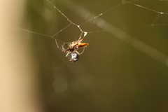 Argyrodes