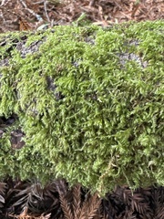 Callicladium imponens