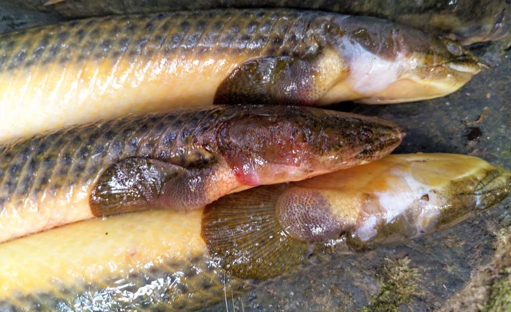 Teugels' bichir (Polypterus teugelsi) — Polypteridae