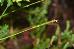 Carex negeri