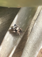 Habronattus hirsutus