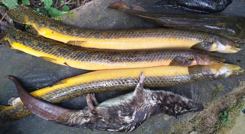 Teugels' bichir (Polypterus teugelsi) — Polypteridae