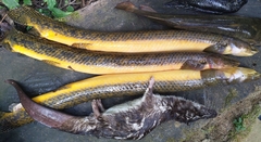 Cross River Bichir photo 2