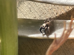 Habronattus hirsutus