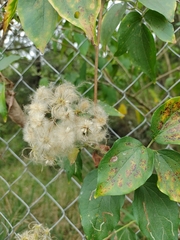 Clematis dioica