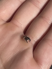 Habronattus hirsutus