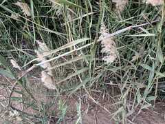 Phragmites australis image