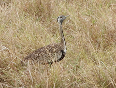 Lissotis melanogaster