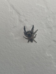 Habronattus hirsutus