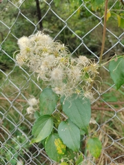 Clematis dioica
