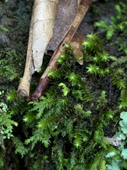 Anomodon viticulosus