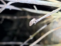 Drepanacra binocula