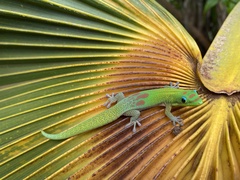 Phelsuma