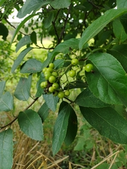 Ehretia dicksonii