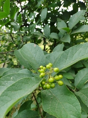 Ehretia dicksonii
