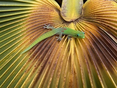 Phelsuma