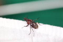 Cacostomus squamosus