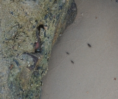 Ligia exotica