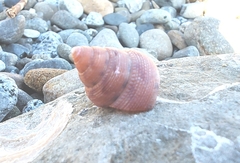 Calliostoma gloriosum