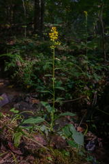 Solidago squarrosa