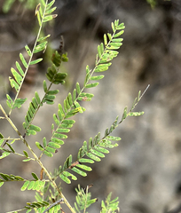 Lysiloma divaricatum