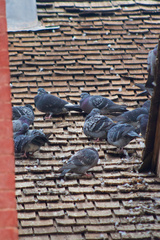 Columba livia domestica