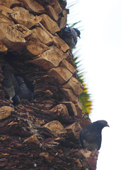 Columba livia domestica