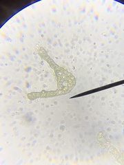 Dicranella schreberiana