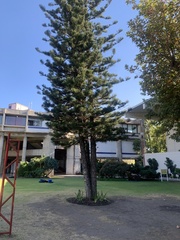 Araucaria