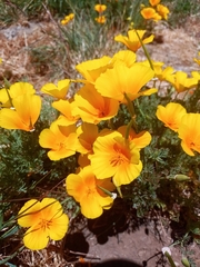 Eschscholzia californica